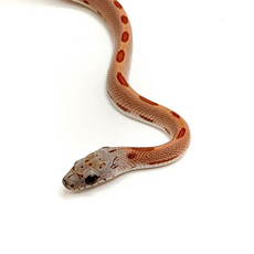 Полоз маисовый Sunkissed Stripe