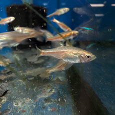 Микрорасбора рубесценс (Microrasbora rubescens)