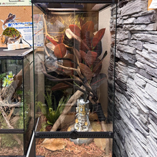 Террариумный комплект "В тени магнолии"