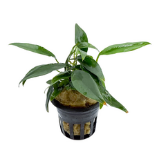 Анубиас Чили Халапеньо (в горшке) (Anubias Chili Jalapeno)
