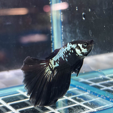 Петушок Халфмун Самурай (самец) (Betta splendens var.)