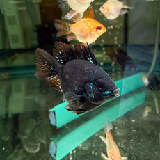 Апистограмма рамирези баллон черная (Mikrogeophagus ramirezi)