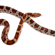 Полоз маисовый miami M