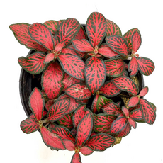Фиттония микс (Fittonia cv.) 8'