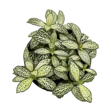 Фиттония МИКС