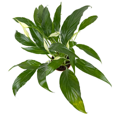 Спатифиллум (Spathiphyllum) 10'