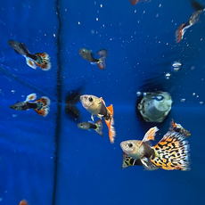 Гуппи Испанские (самцы) (Poecilia reticulata)