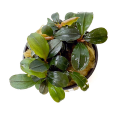 Буцефаландра пандора королевская (в горшке) (Bucephalandra sp. pandora queen)