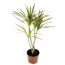 Драцена маргината