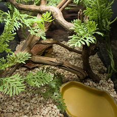 Террариумный комплект "Маисово поле"