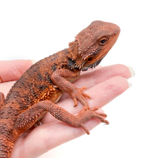 Агама бородатая Dark Red Translucent