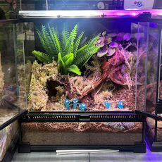 Террариумный комплект "Духи леса"