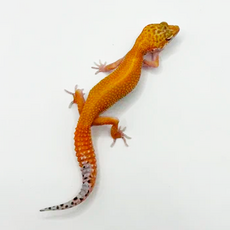 Эублефар пятнистый Hypo Tangerine Carrot Tail (HTCT) L