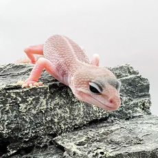 Эублефар пятнистый Super Snow Patternless M