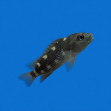 Цихлида львиноголовая (Steatocranus casuaris)