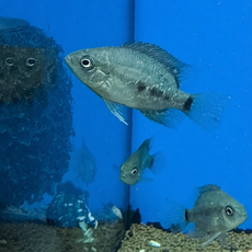 Цихлазома Бокура (Cichlasoma bocourti)