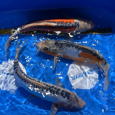 Карп кои Shusui M (Cyprinus Carpio)