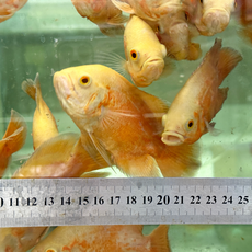 Астронотус супер красный (малек) (Astronotus ocellatus)