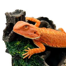 Агама бородатая Red Hypo M