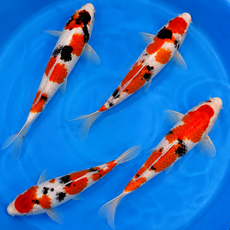 Карп кои Шова ML (Cyprinus Carpio)