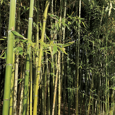 Фон для террариума Заросли бамбука 60х60 см