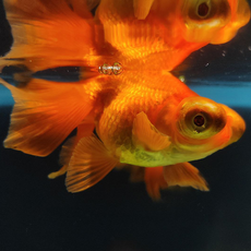 Золотая рыбка Телескоп красный ML (Carassius auratus var.)