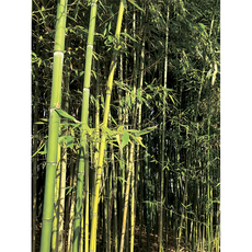Фон для террариума Заросли бамбука 45х60 см