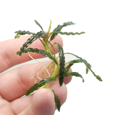 Буцефаландра Розмари (ветка) (Bucephalandra Rosemary)
