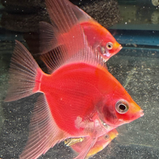 Скалярия Glo красная SM (Pterophyllum sp.)