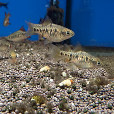 Барбус олиголепис (Oliotius oligolepis)