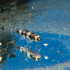 Боция панда (Protomyzon pachychilus)