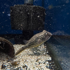 Тетрадон фахака M (Tetraodon lineatus)