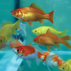 Карась красно-белый SM (Carassius auratus)