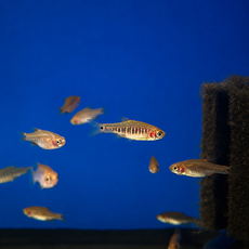 Микрорасбора эритромикрон (Microrasbora erythromicron)