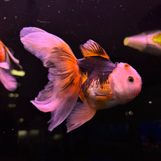 Золотая рыбка Оранда панда (L) (Carassius auratus var.)
