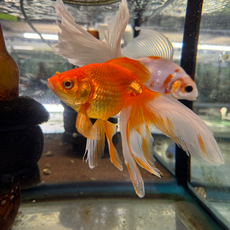 Золотая рыбка Риукин ситцевый (XXL) (Carassius auratus)