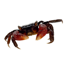 Краб мангровый (Pseudosesarma moeshi sp.)