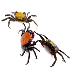 Краб вампир ассорти (самки) (Geosesarma sp.)