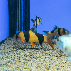 Боция клоун (S) (Chromobotia macracanthus)