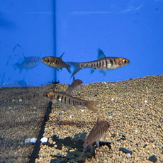 Барбус синештриховый (Enteromius fasciolatus)