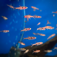 Микрорасбора макулата (Boraras maculatus)р
