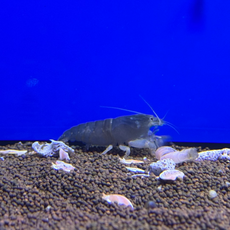 Креветка камерунский фильтратор (Atya gabonensis)