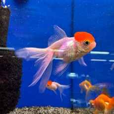 Золотая рыбка Оранда красная шапочка (M) (Carassius gibelio forma auratus)