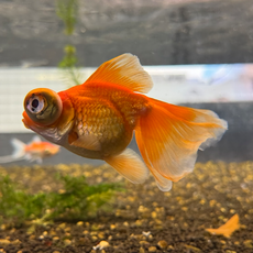 Золотая рыбка Телескоп бабочка красный L (Carassius auratus)