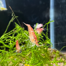 Креветка вишневая красная (Neocaridina denticulata Red Cherry)