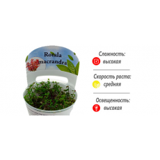 Ротала макрандра (меристема)