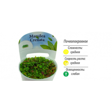 Марсилия крената (меристема)
