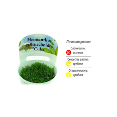 Хемиантус Куба (меристема)