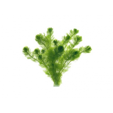 Кабомба водная (с грузом) (Cabomba aquatica)