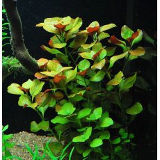 Людвигия ползучая (с грузом)